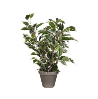 Kunstpflanze Ficus bunt H:40 Topf