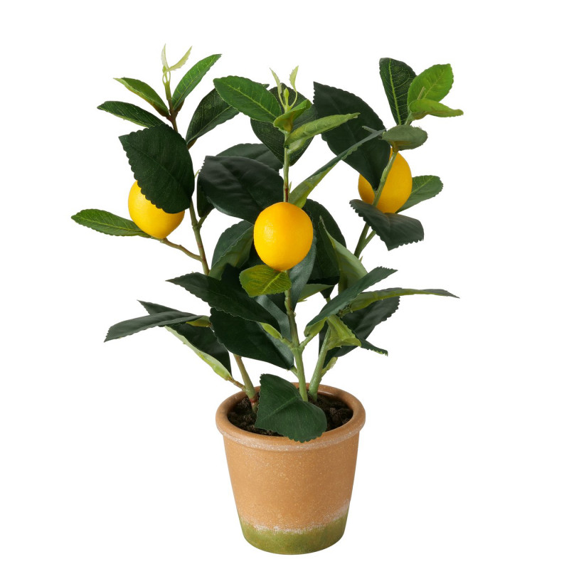 Topfpflanze Zitrone 32cm indoor